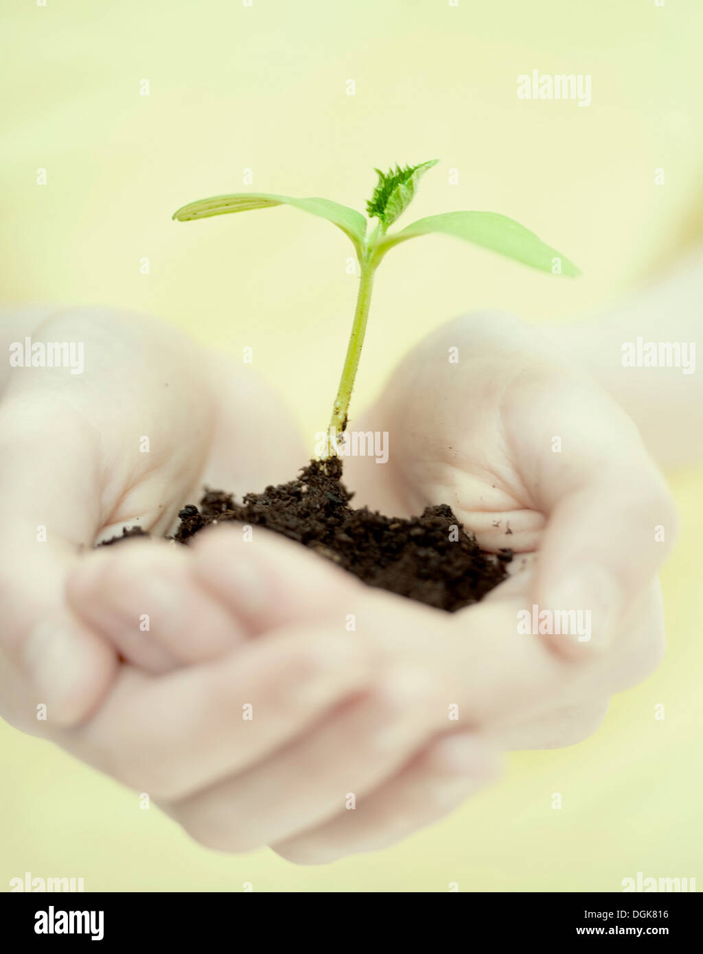 Seedling in cupped hands Stock Photo