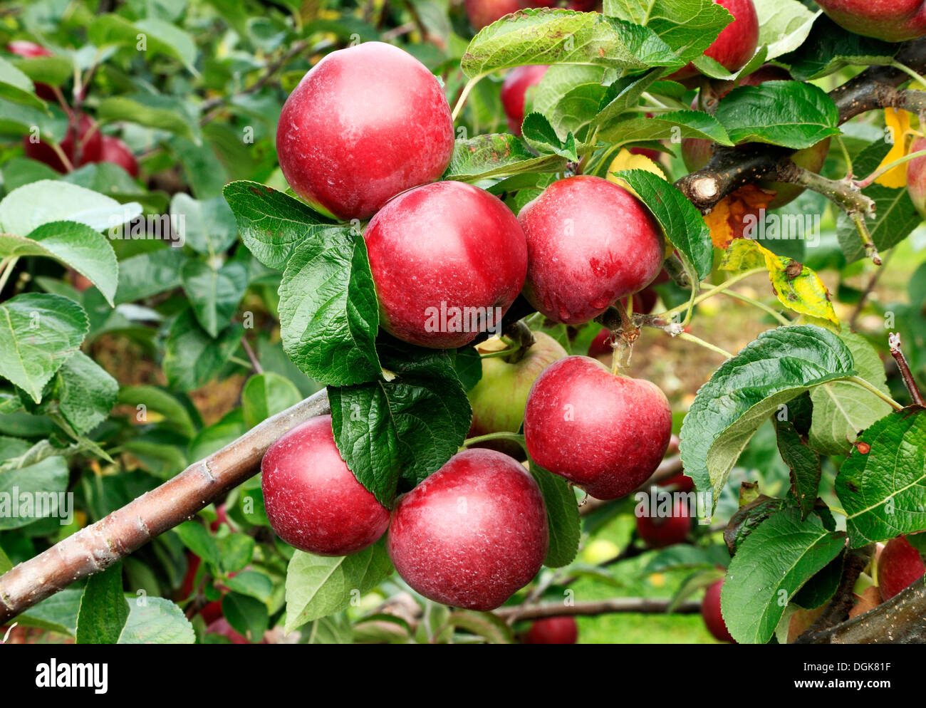 Apple 'Spartan', malus domestica apples variety varieties growing on tree Stock Photo