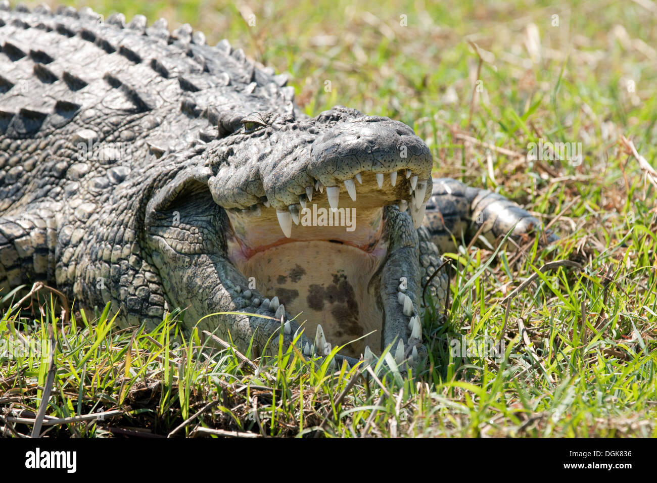 Nile Crocodile Crocodylus Niloticus With Its Mouth Open To Regulate Temperature Chobe