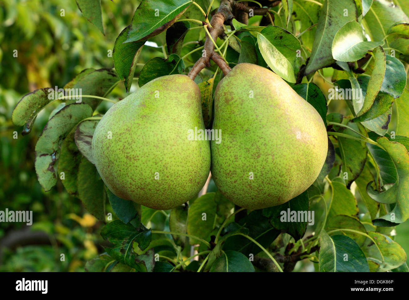 Pear 'Doyenne du Comice', Pyrus communis, pears variety varieties growing on tree Stock Photo