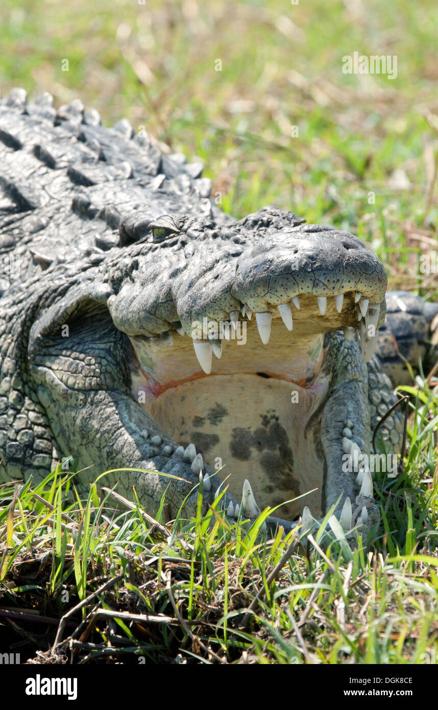 Nile crocodile ( Crocodylus niloticus ) with its mouth open to regulate temperature, Chobe National Park, Botswana Africa Stock Photo