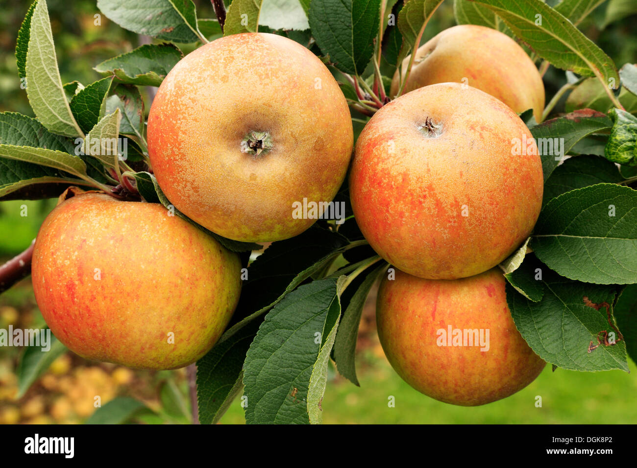 Apple 'Ashmead's Kernel',  malus domestica, apples, named variety varieties growing on tree Stock Photo