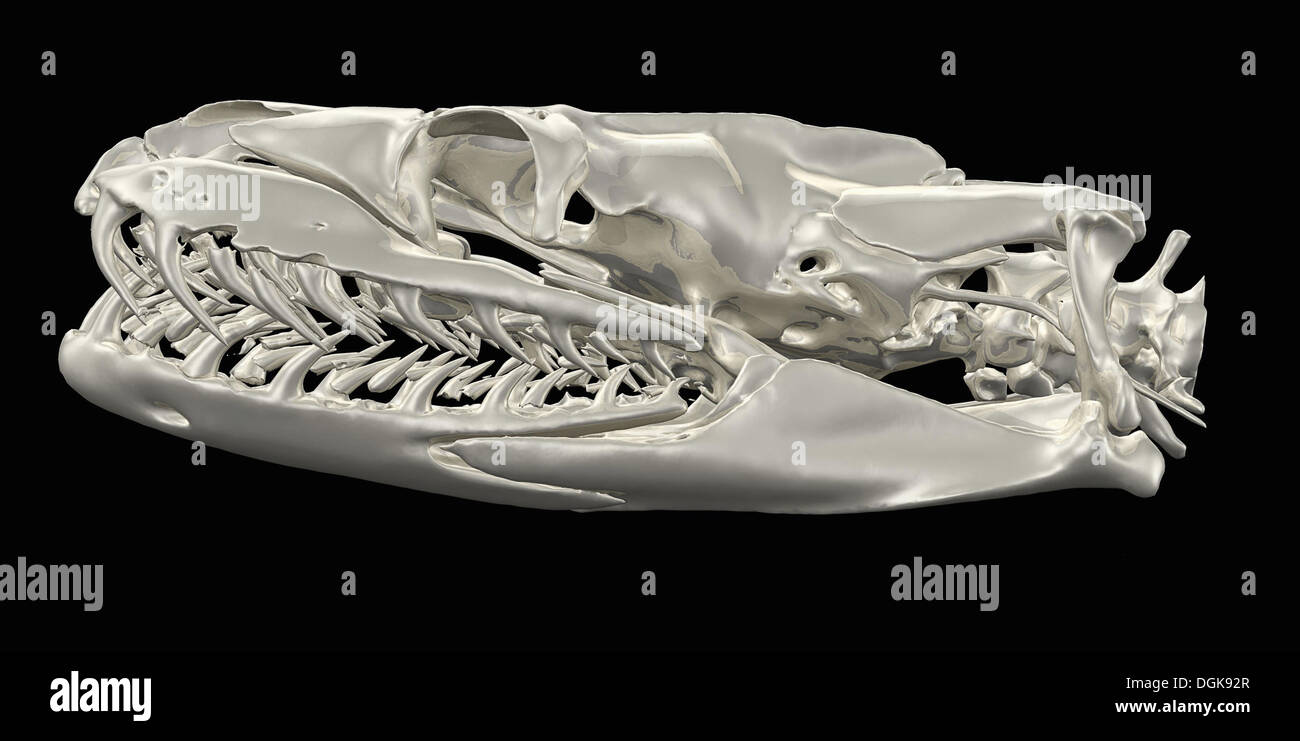 Python skull image from a CT scan Stock Photo