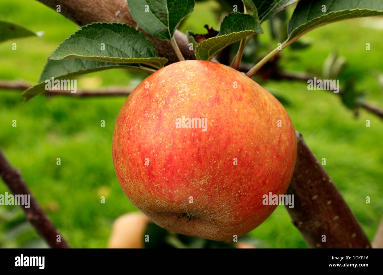 Apple 'Ashmead's Kernel',  malus domestica, apples, named variety varieties growing on tree Stock Photo