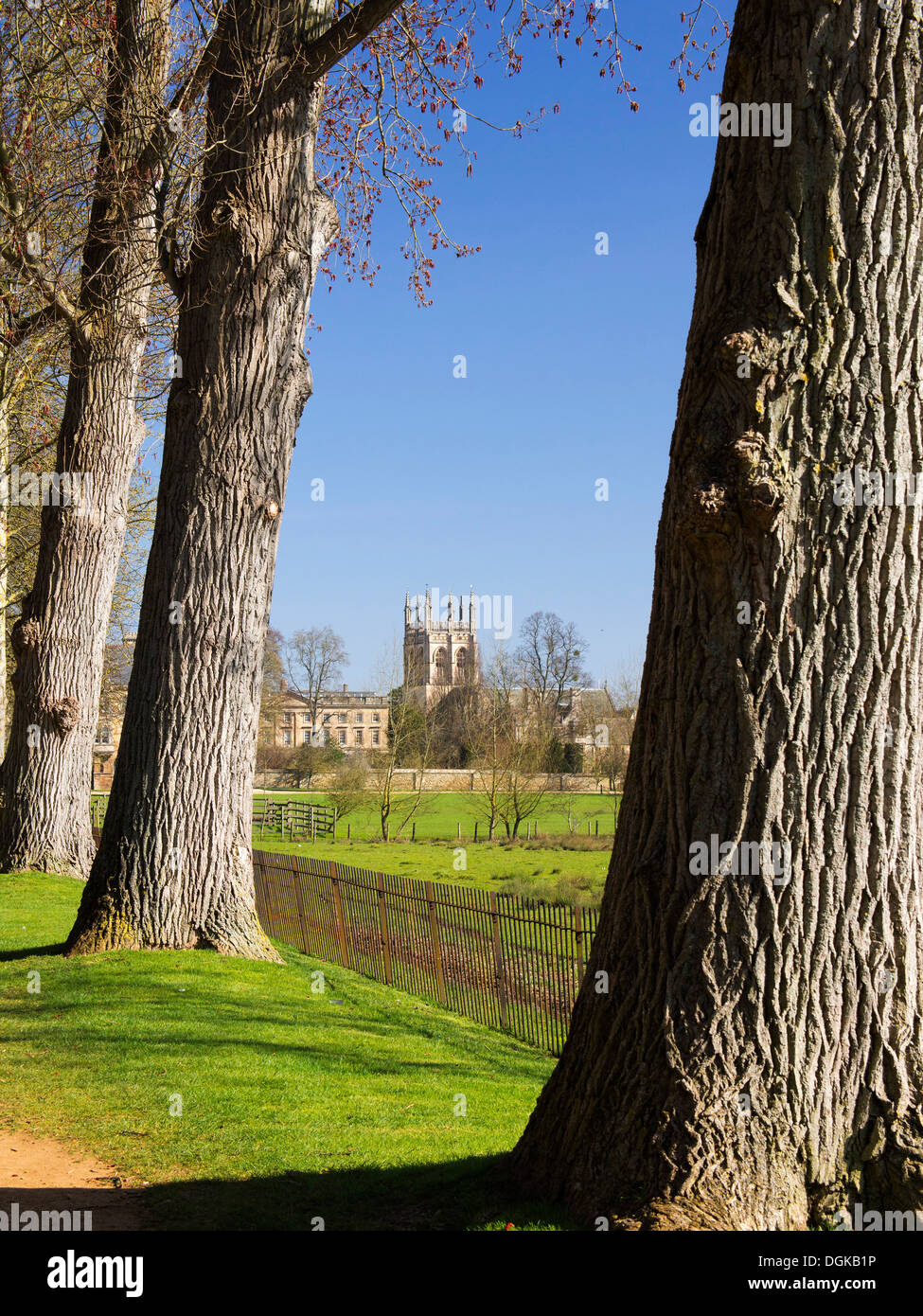 An avenue of trees on Christ Church Meadows in Oxford. Stock Photo
