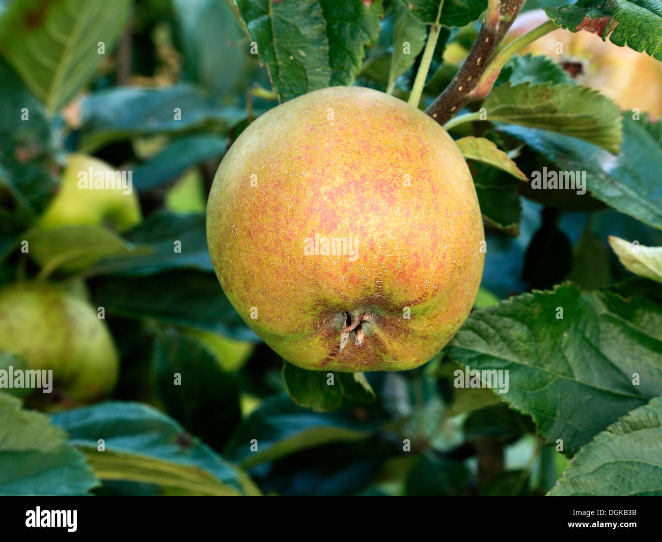 Apple 'D'Arcy Spice', malus domestica, apples, named variety varieties growing on tree Stock Photo