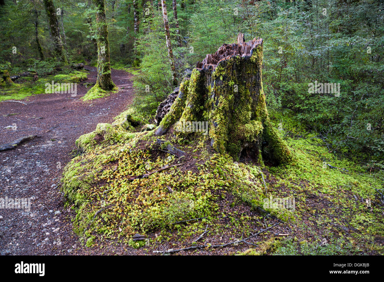 Moss covered woodland along the Kepler Track, Te Anau, South Island, New Zealand. Stock Photo