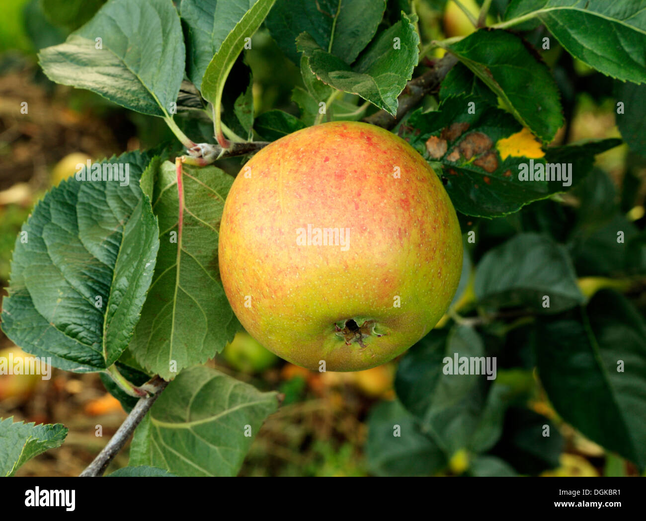 Apple 'Blenheim Orange',  malus domestica, apples, named variety varieties growing on tree Stock Photo