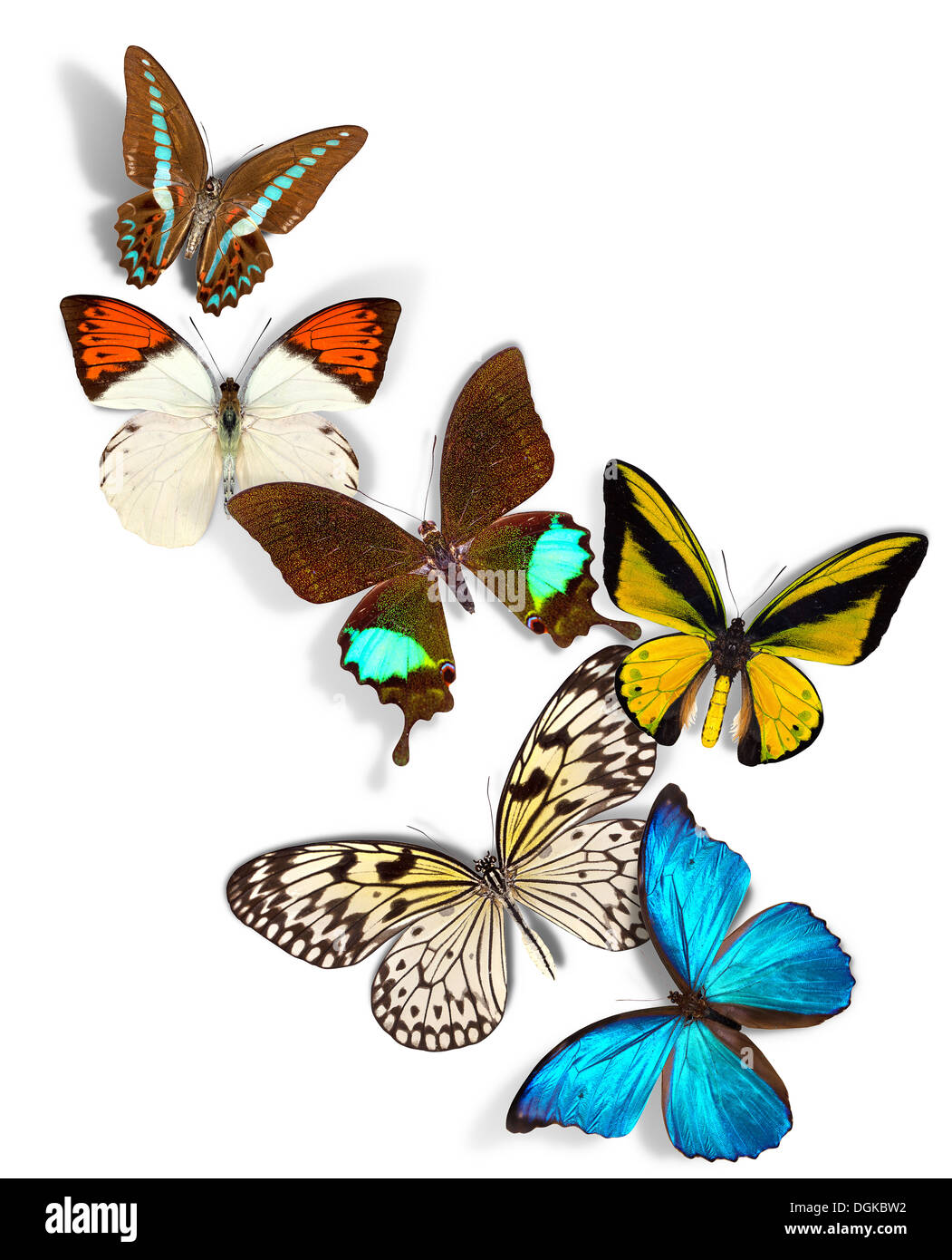 group of a butterflies on white background Stock Photo - Alamy