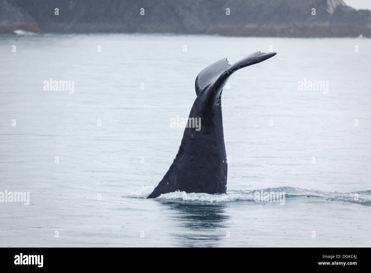 Humpback whale fluke hi-res stock photography and images - Alamy