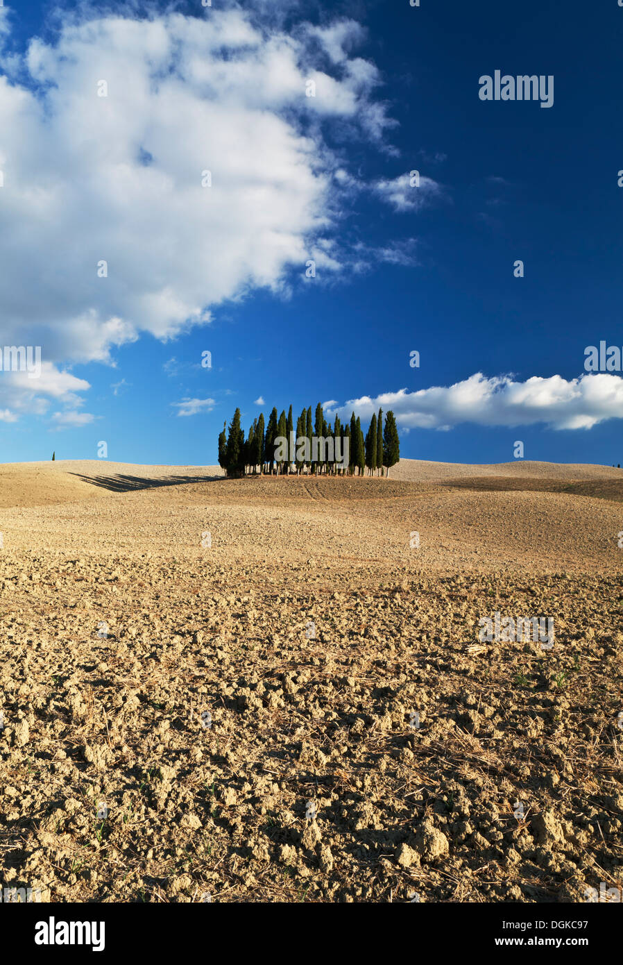 Grove of cypress trees hires stock photography and images Alamy
