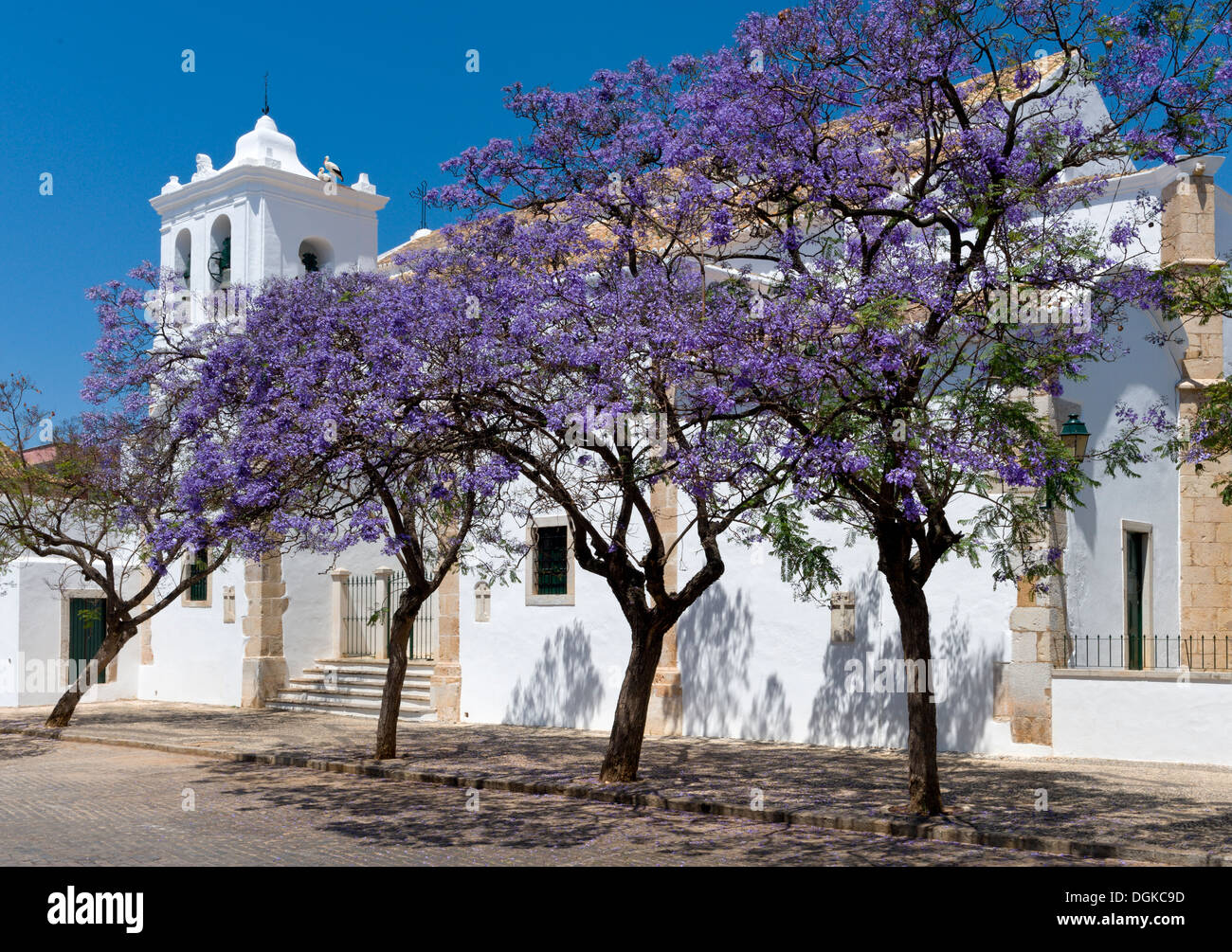 Portugal, the Algarve, Faro, jacaranda trees in flower by the igreja
