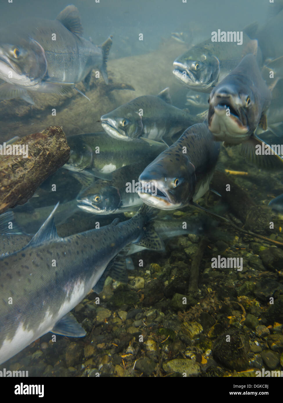 underwater view mouth open heads of sockeye salmon spawning Stock Photo