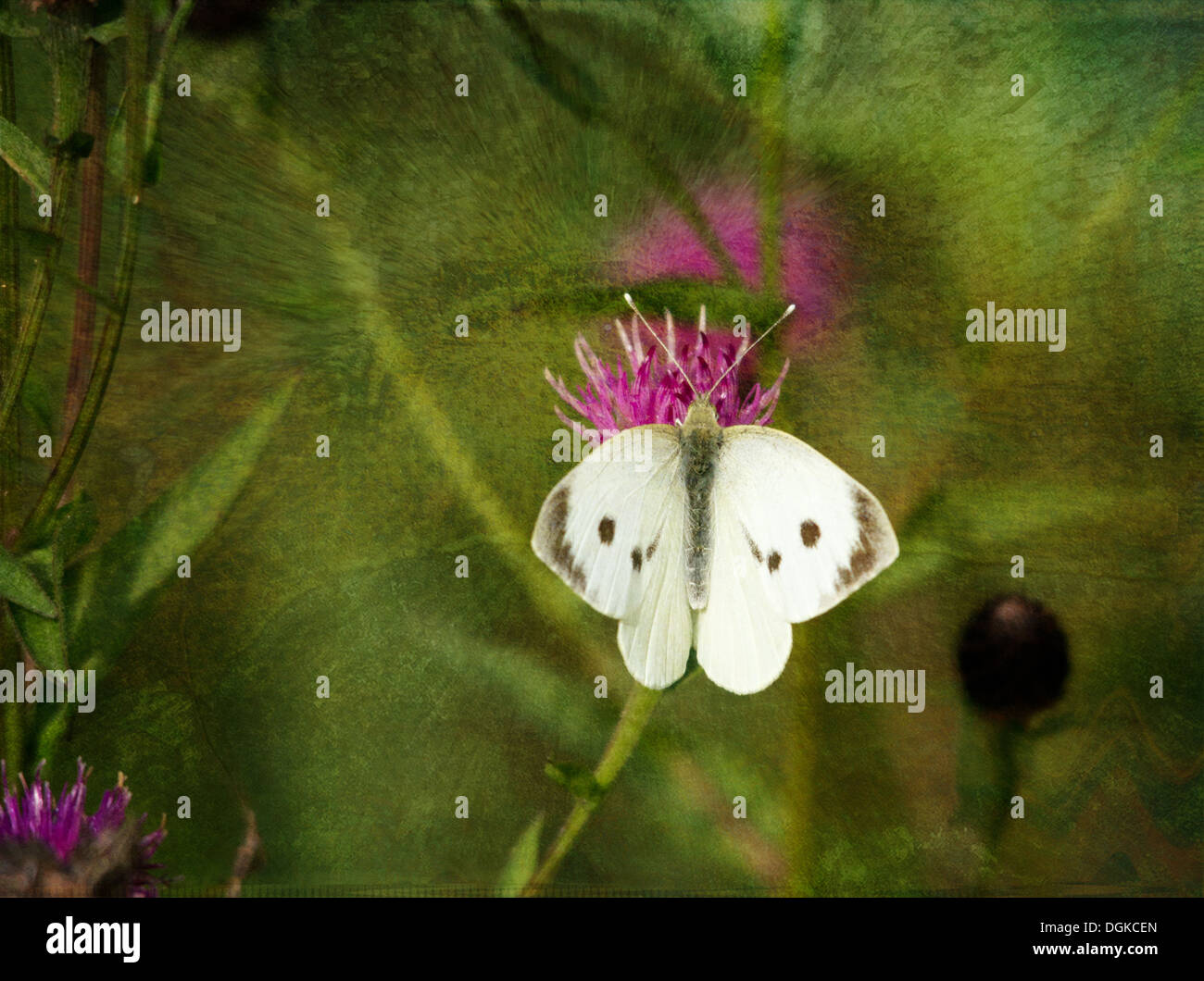 Cabbage White butterfly taken at Hauxley nature reserve Stock Photo Alamy
