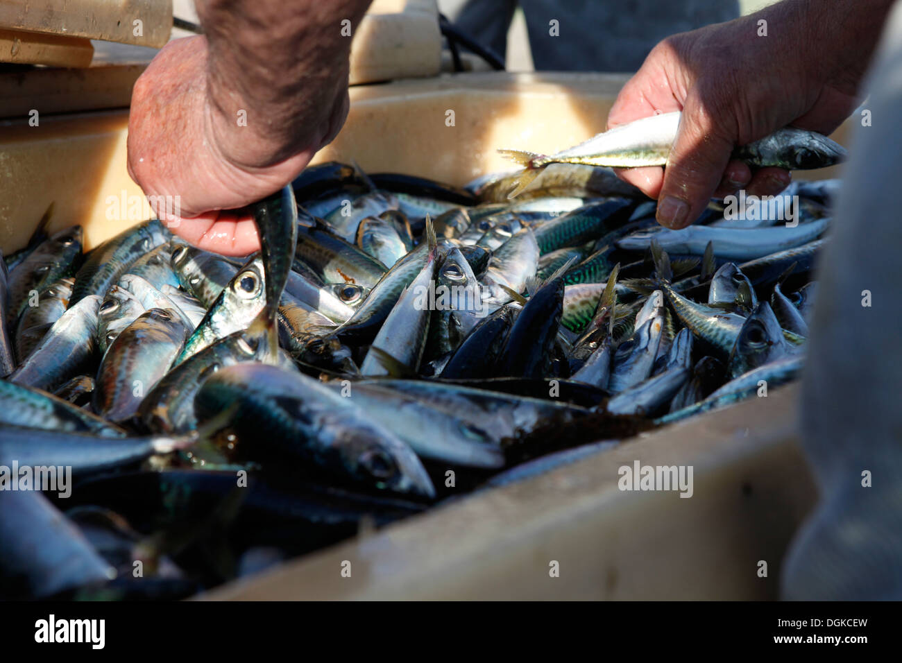 freshly caught small fish, fishing port Lagos, Algarve, Portugal Stock