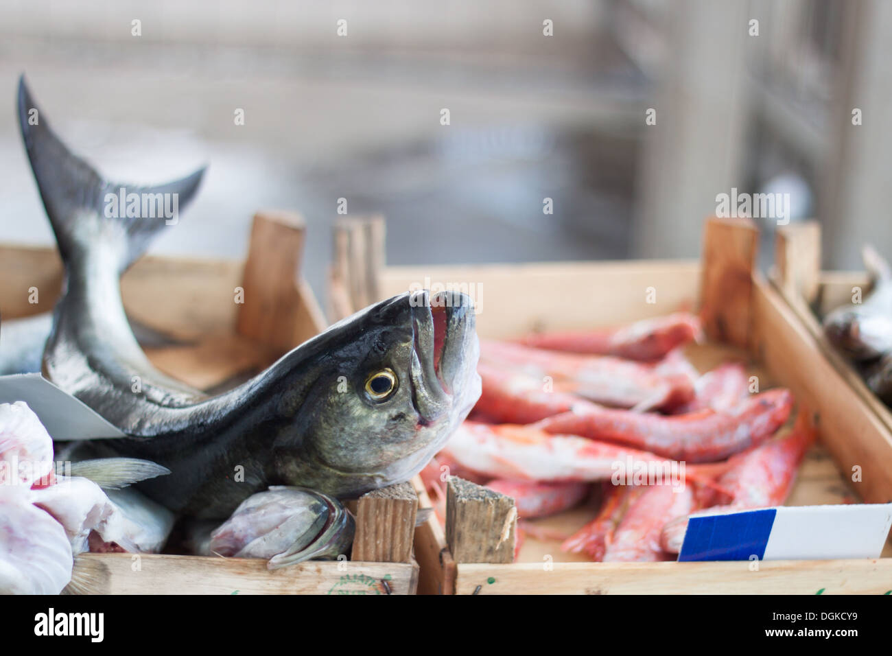 fish market, containers, boxes, fresh fish, closeup, closeup, zoom