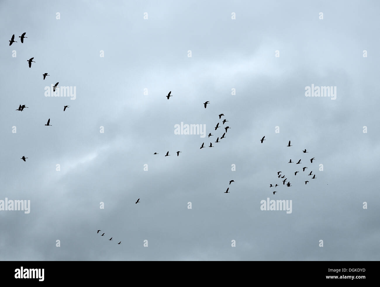 Canadian Geese flying south for winter Stock Photo Alamy
