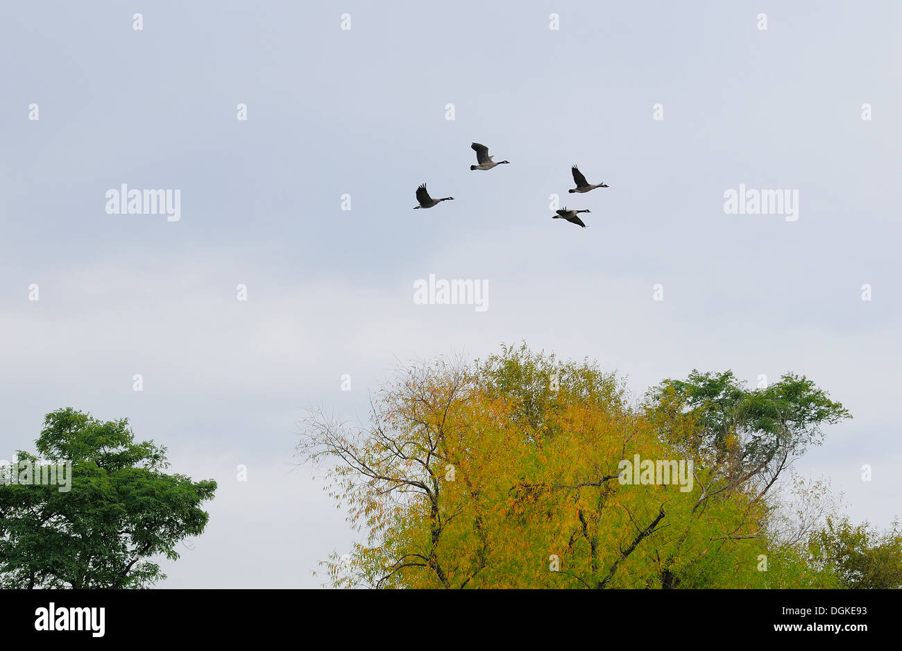 Canadian Geese flying south for winter Stock Photo Alamy