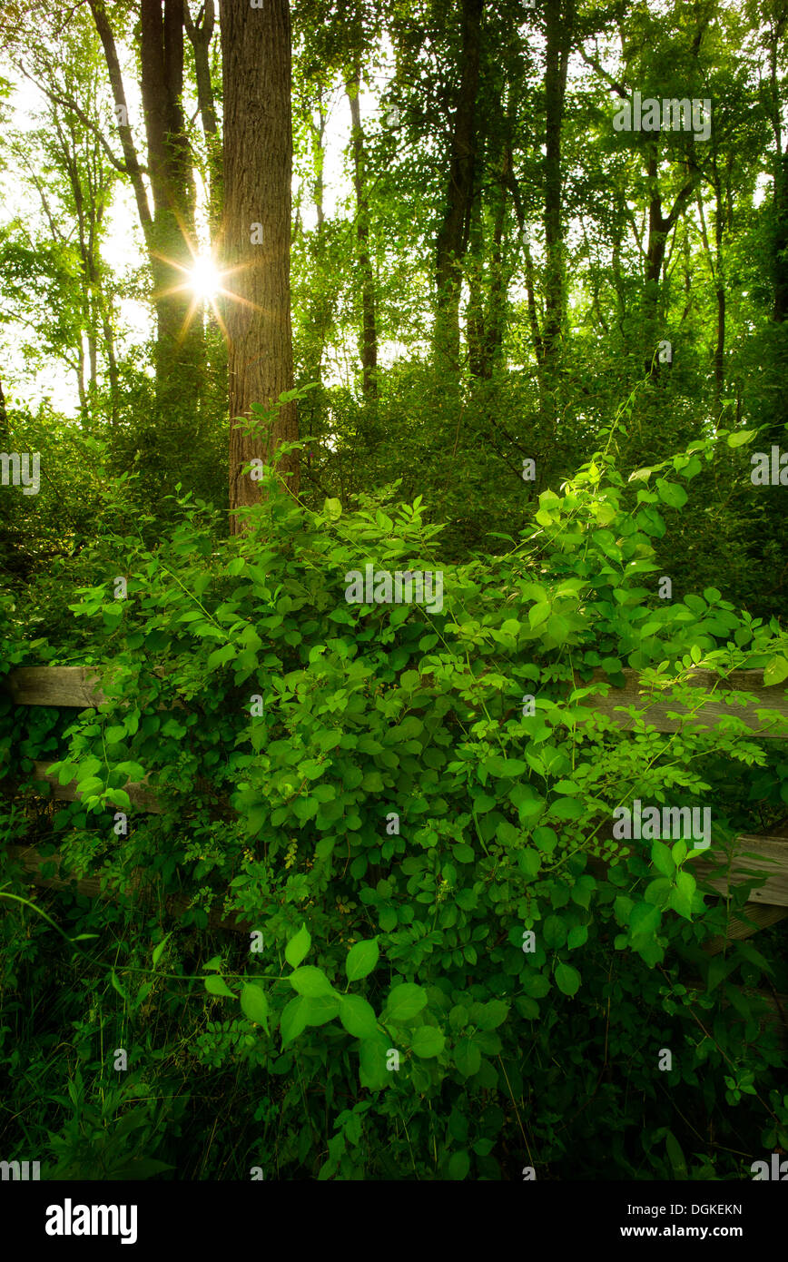 USA, New York City, Green forest at sunrise Stock Photo