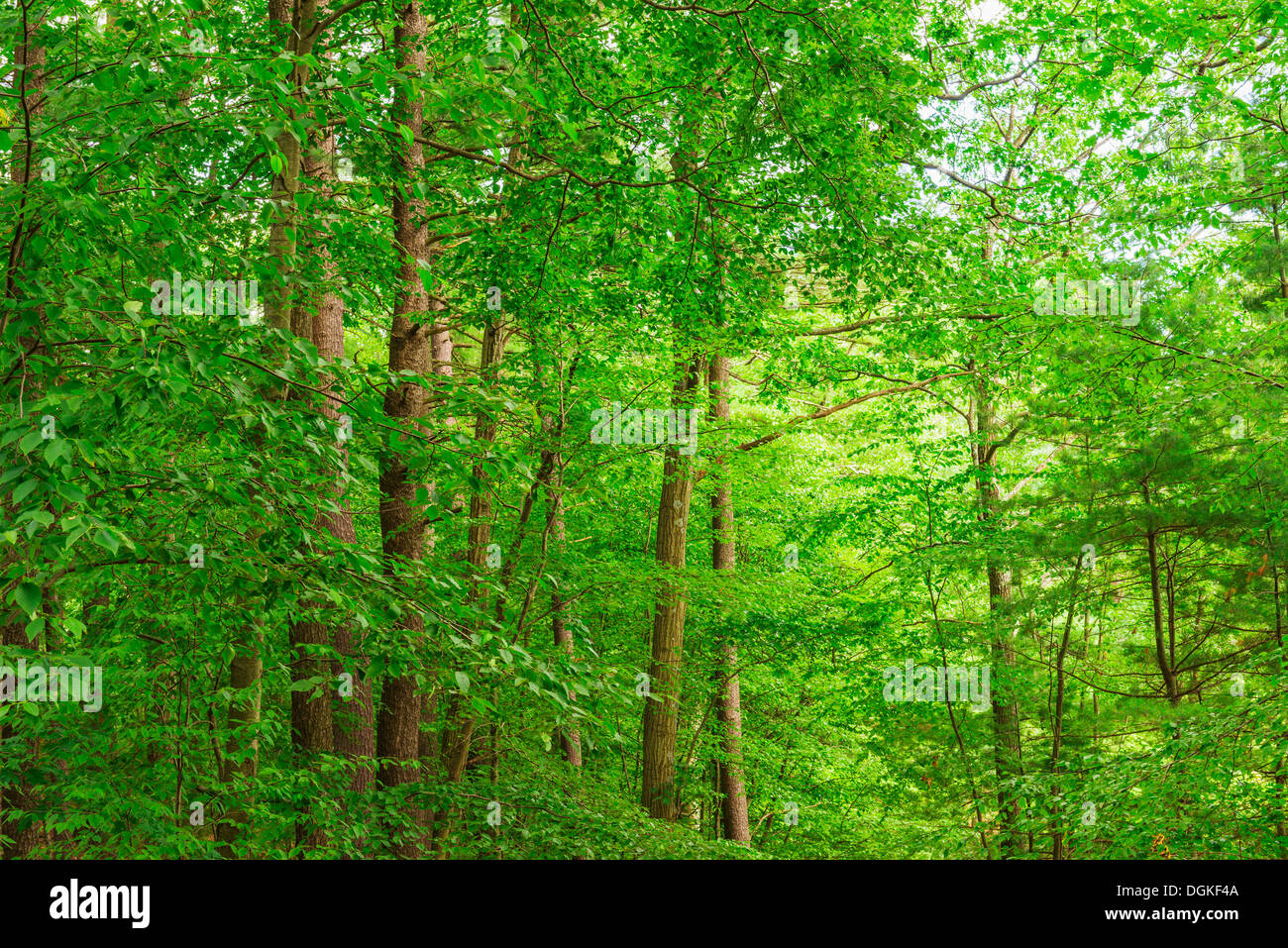 Park green trees hi-res stock photography and images - Alamy