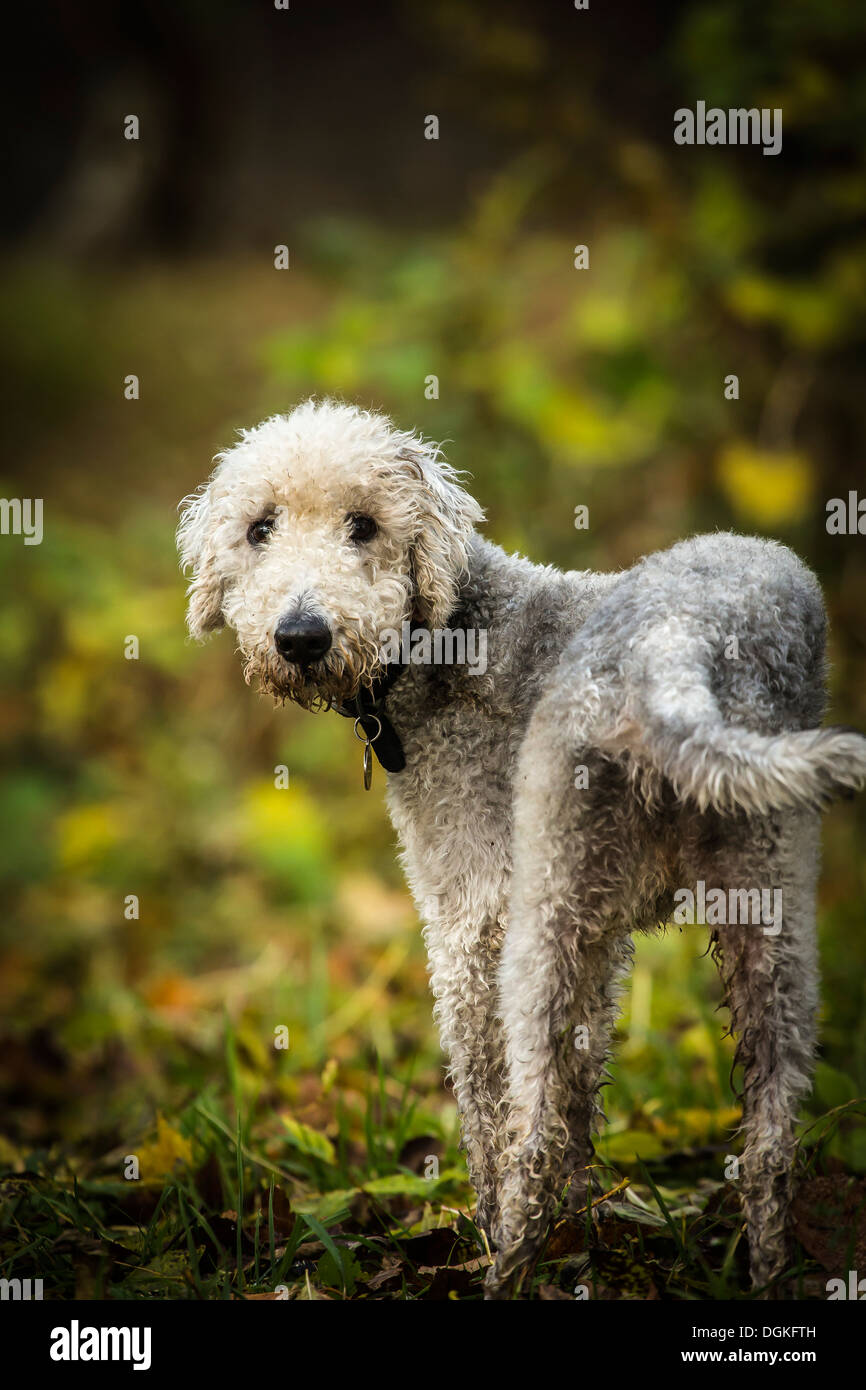 How Fast Can A Bedlington Terrier Run
