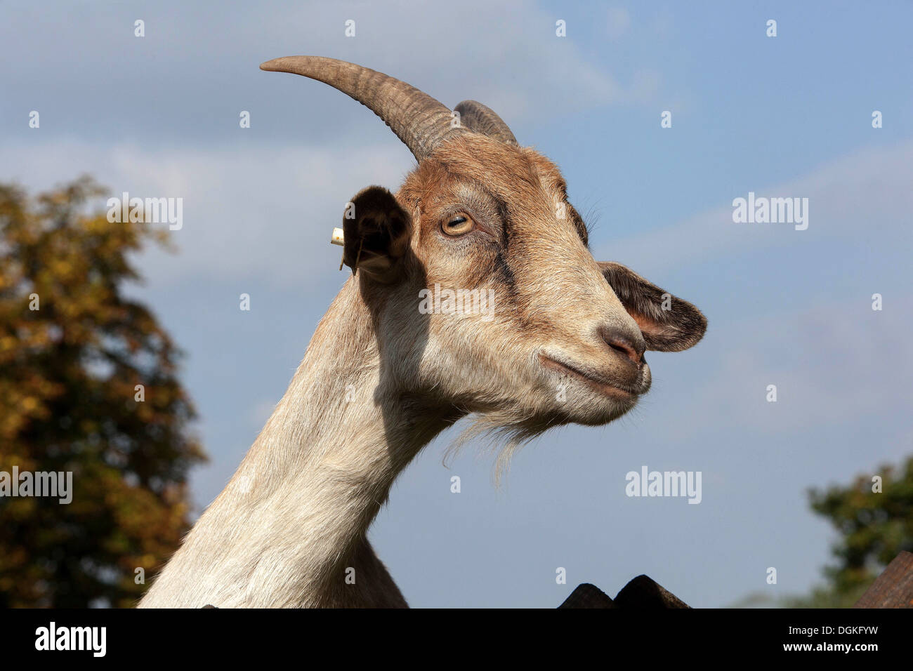Domestic goat head, Capra aegagrus hircus curious Stock Photo