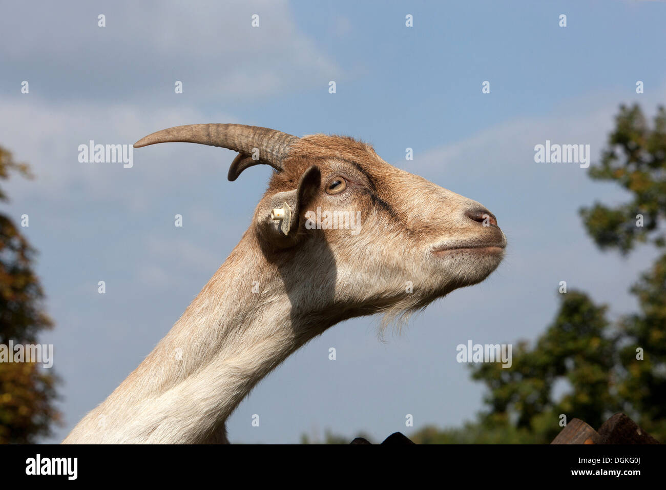 Goat head, horns side view neck Stock Photo