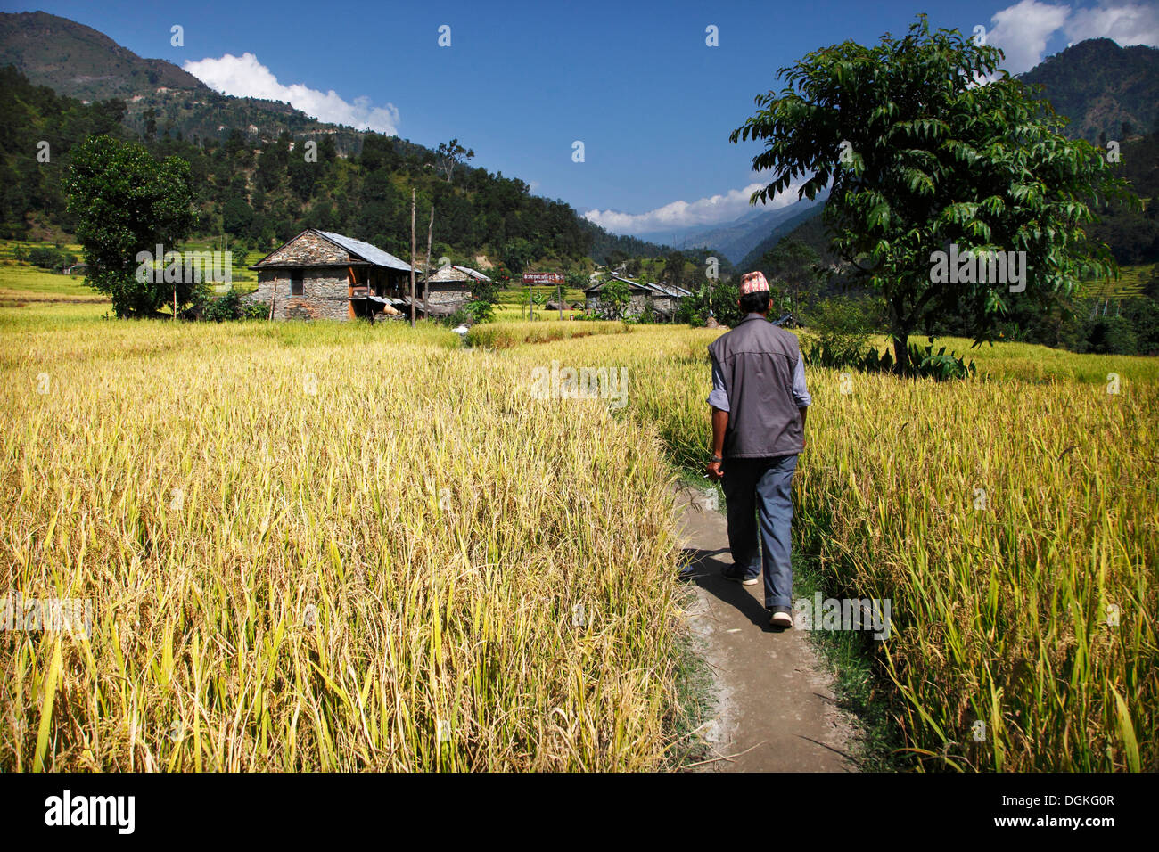 Man on rice field path hi-res stock photography and images - Alamy