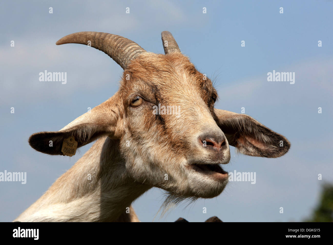 Goat head, portrait ruminant Stock Photo