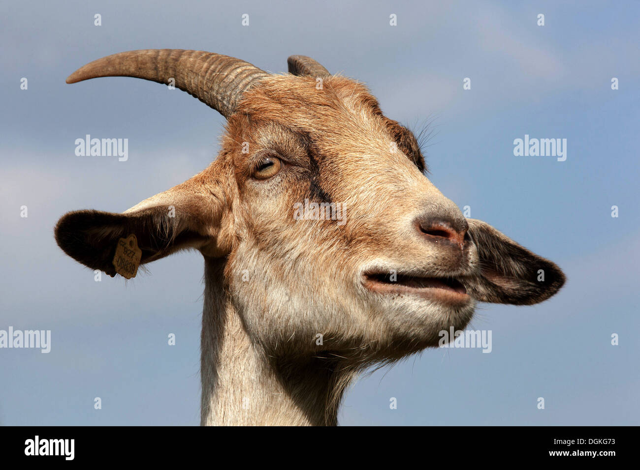 Goat head mouth, horns Stock Photo