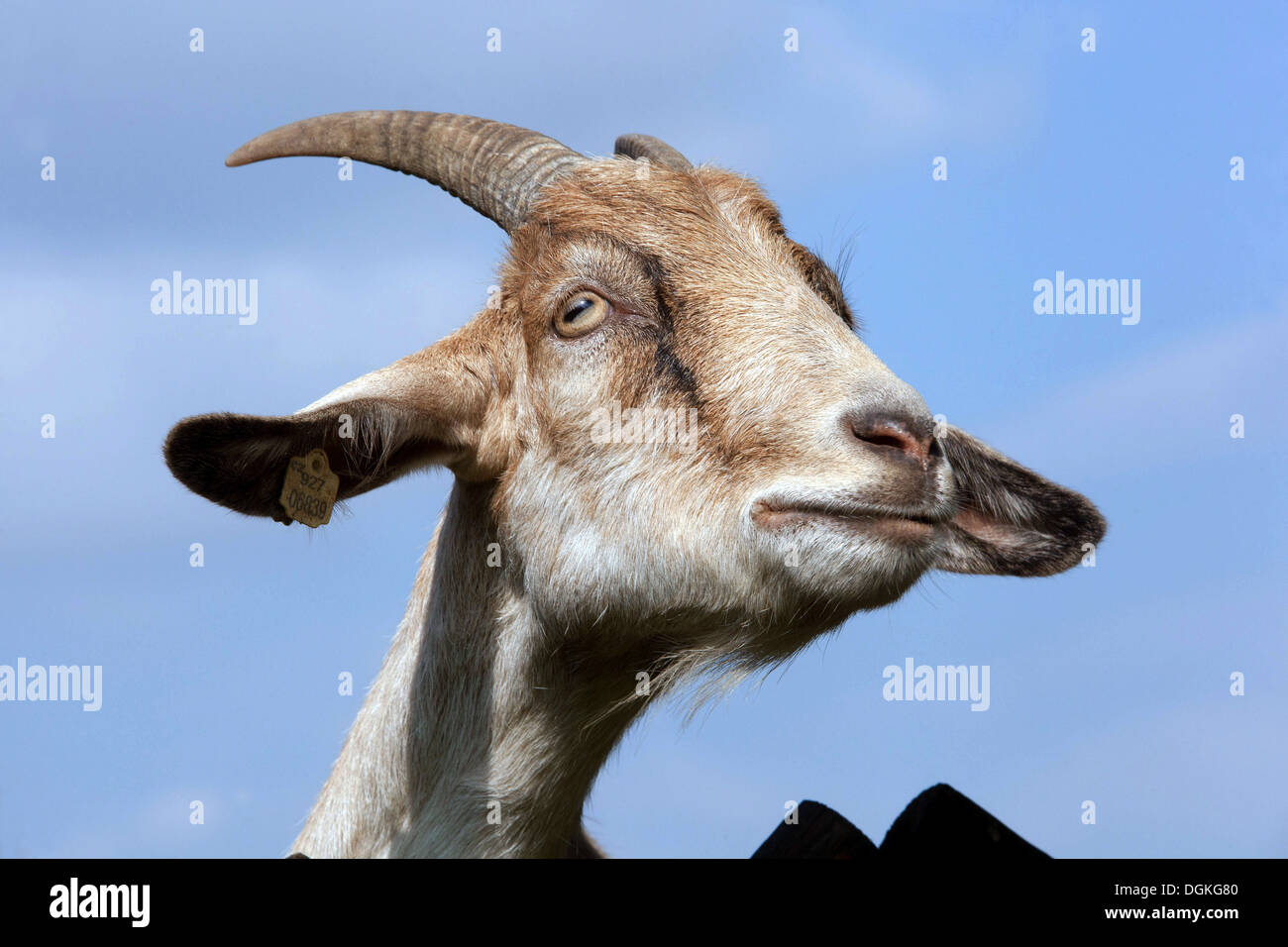 Goat head, horns Stock Photo
