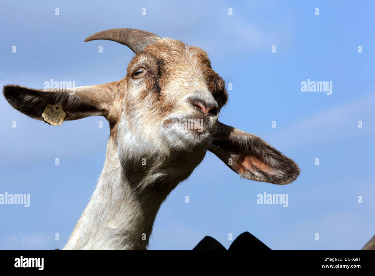 Goat head, ears horns front view Stock Photo