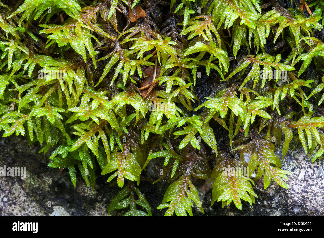 Pleurozium moss (Pleurozium schreberi) growth Stock Photo