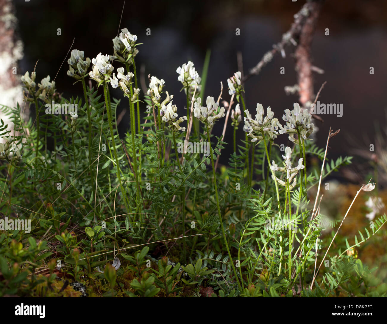 Field locoweed (Oxytropis campestris) flowers Stock Photo