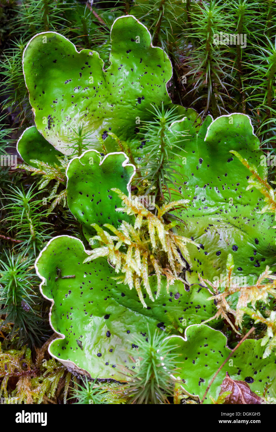 Green dog lichen (Peltigera aphthosa) growth among mosses Stock Photo