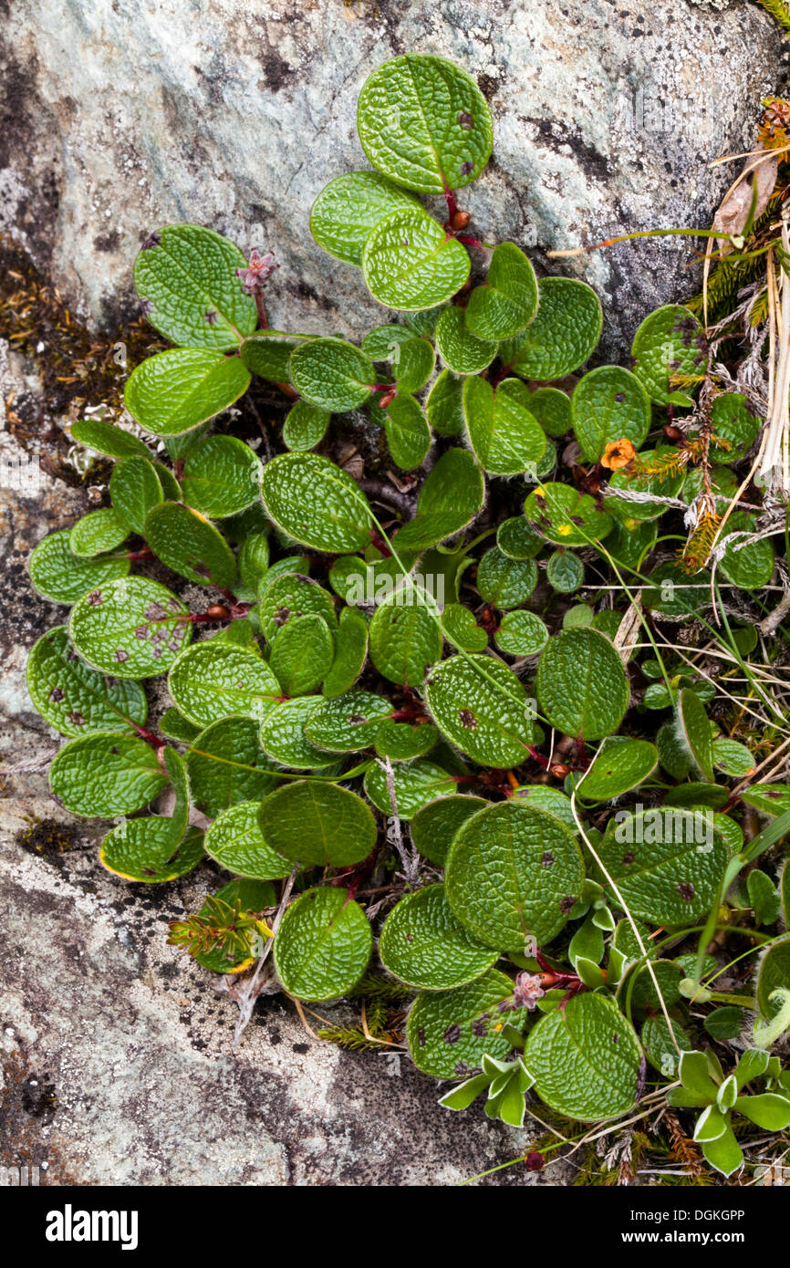 Net-leaved willow (Salix reticulata) growth Stock Photo