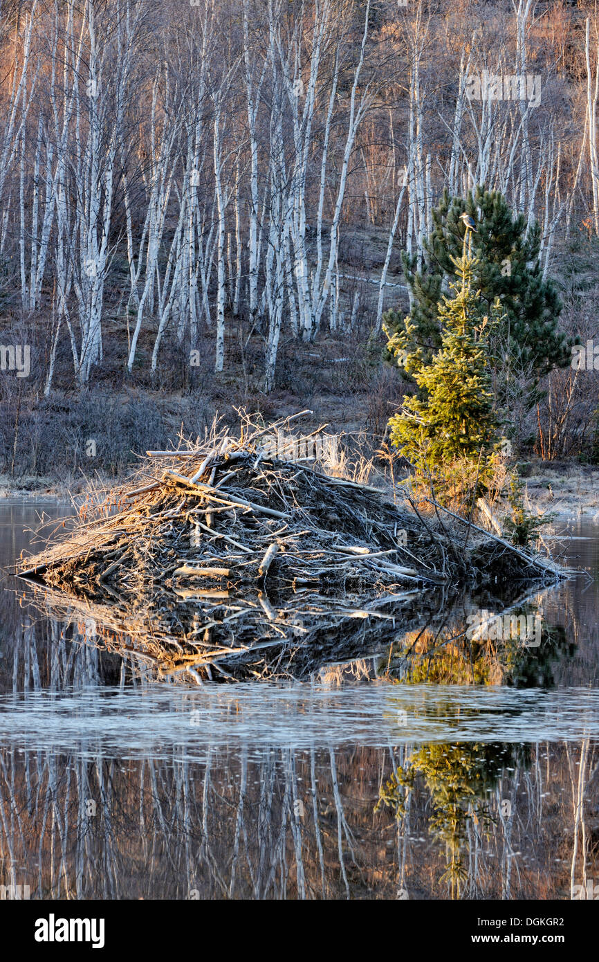Beaverpond in early spring at dawn with kingfisher perched on beaver lodge tree Greater Sudbury Ontario Canada Stock Photo