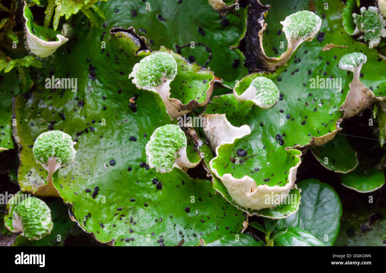 Green dog lichen (Peltigera aphthosa) with sporangia Stock Photo