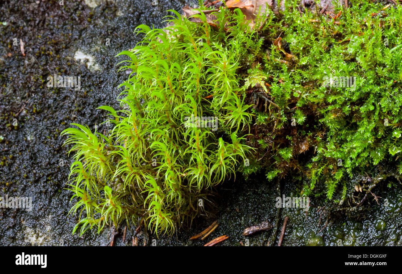 Dicranum moss (Dicranum majus) growth Stock Photo