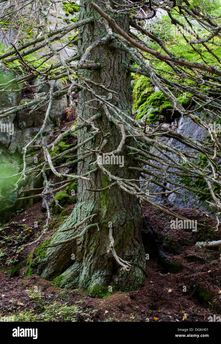 Old spruce trunk and branches Stock Photo