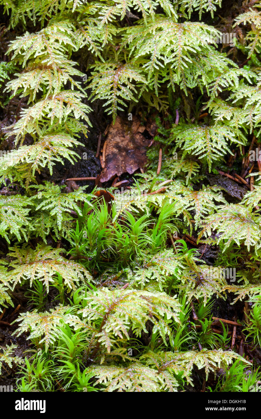 Glittering wood-moss (Hylocomium splendens) growth Stock Photo