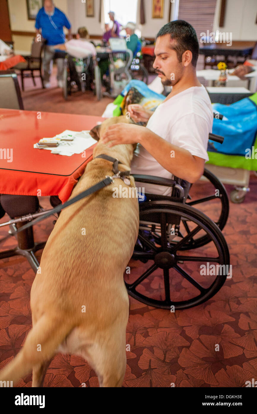 A Hispanic wheelchair patient in the day room of a Southern California rehabilitation clinic greets a mastiff comfort dog Stock Photo