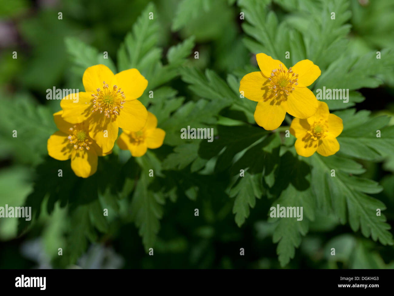 Yellow wood anemone (Anemone ranunculoides) flowers Stock Photo Alamy