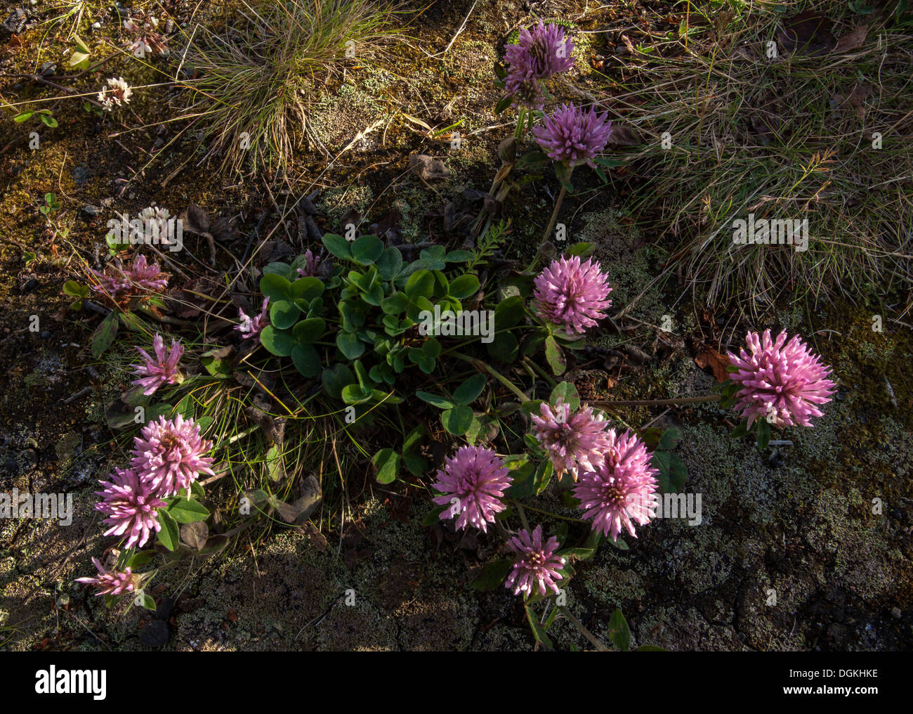 Red clover (Trifolium pratense) flowers Stock Photo