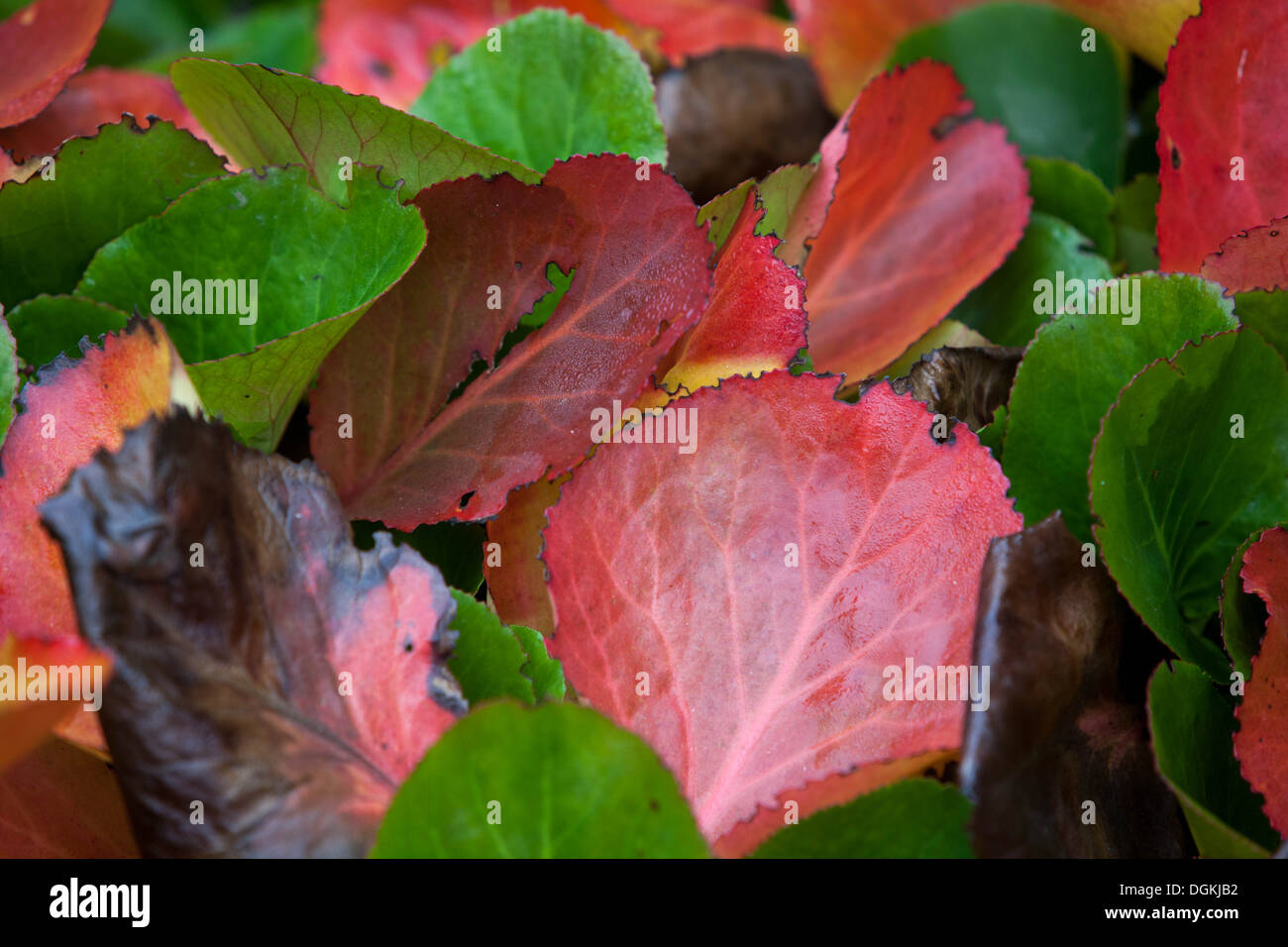 Red Autumn leaves, bergenia Stock Photo