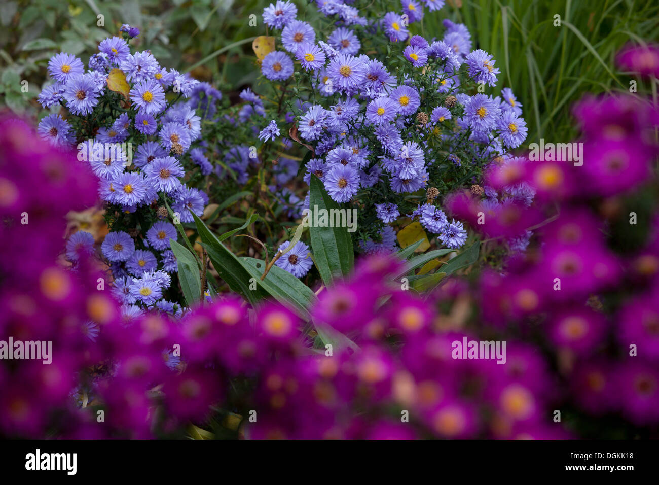 flower, aster, garden, autumn, fall, flora, purple, color, colorful, plant, lush, elegance, nature, magenta Stock Photo