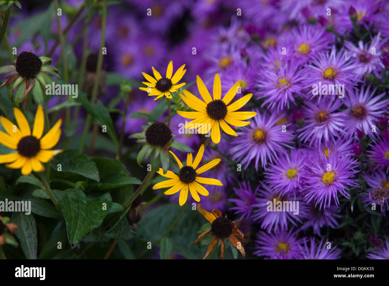 flower, aster, garden, autumn, fall, flora, purple, color, colorful, plant, lush, elegance, nature, magenta Michaelmas daisies Stock Photo