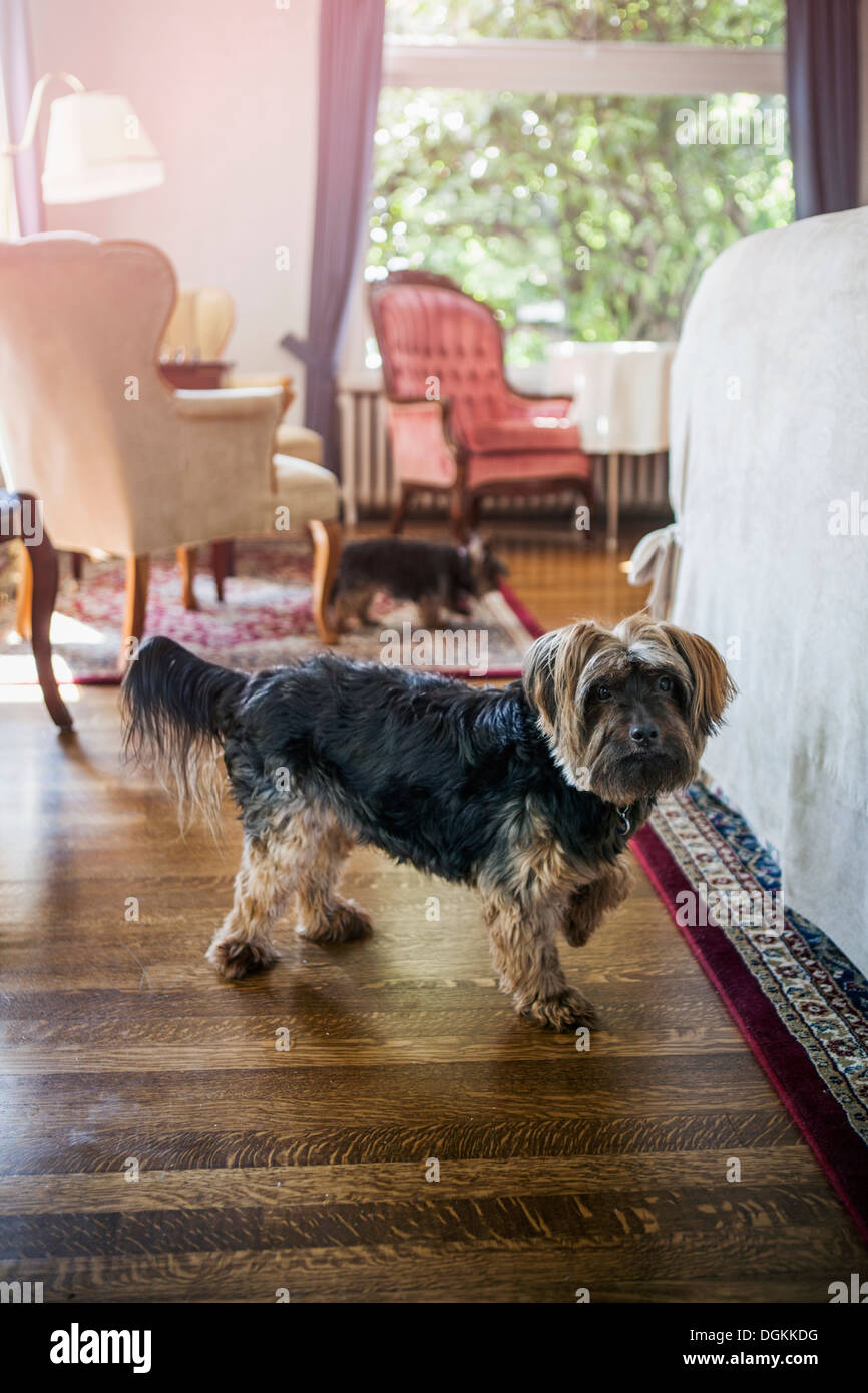 Dog in bedroom Stock Photo Alamy