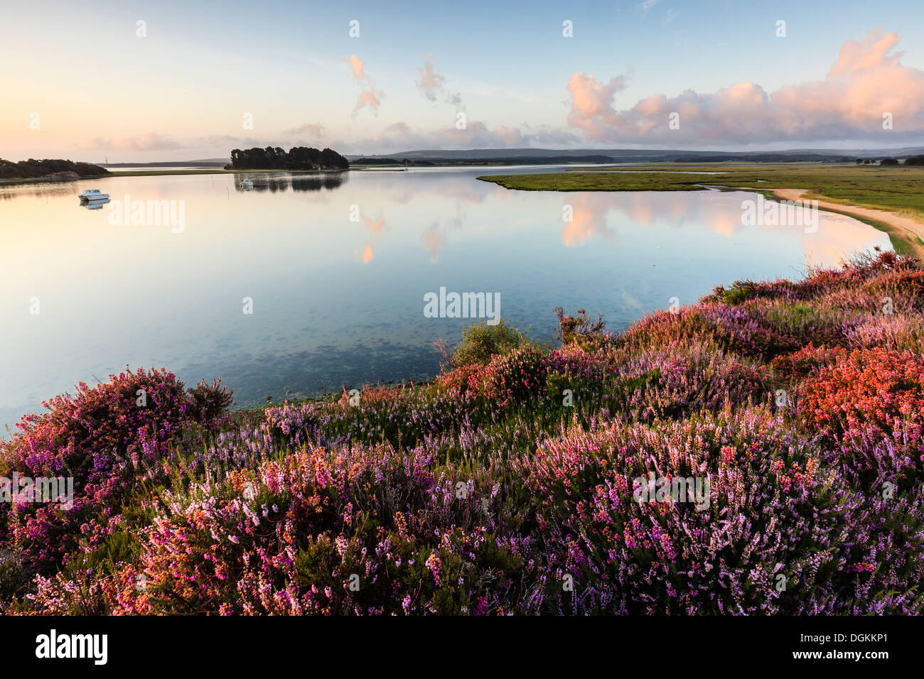 Heather at the RSPB nature reserve at Arne near Wareham. Stock Photo