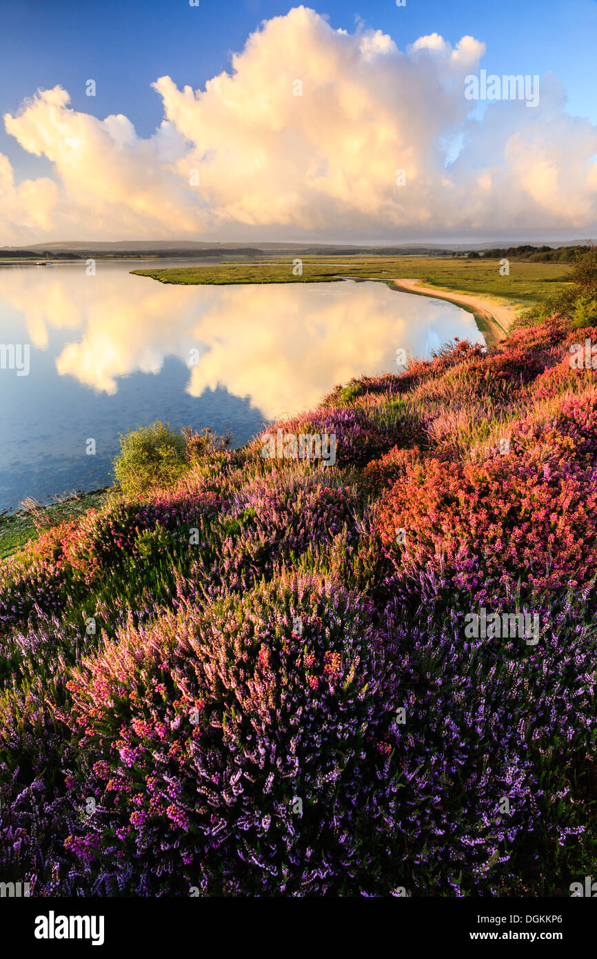 Heather at the RSPB nature reserve at Arne near Wareham. Stock Photo